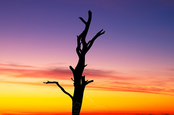 FINAL ASSATEAGUE TREE SUNSET | DEC 2022