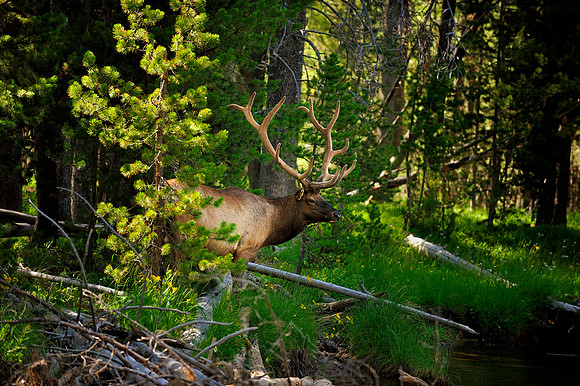 ELK | YELLOWSTONE
