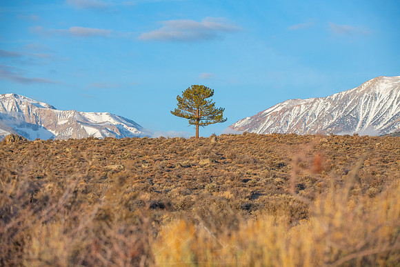 MONO LAKE | CALIFORNIA