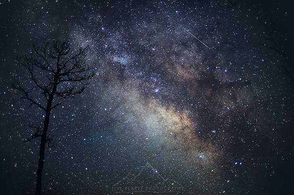 LYRID METEOR AND TREE