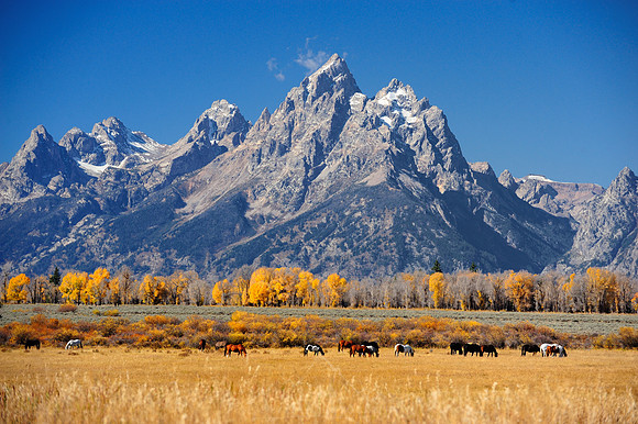 WILD WEST