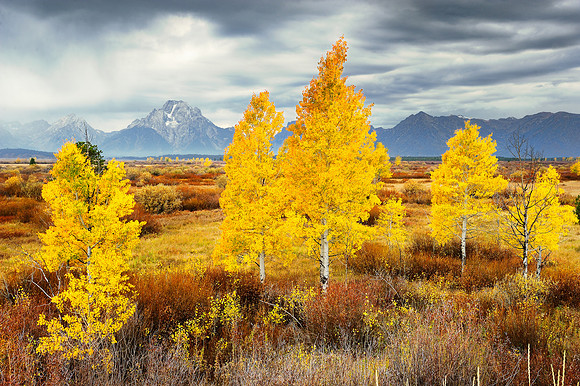 MOUNT MORAN AND FOLIAGE