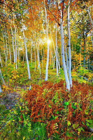 MT. DESERT ISLAND IN AUTUMN