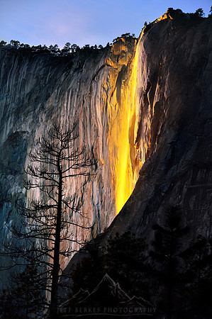 FIRE FALL AND TREE (Vert.) | YOSEMITE