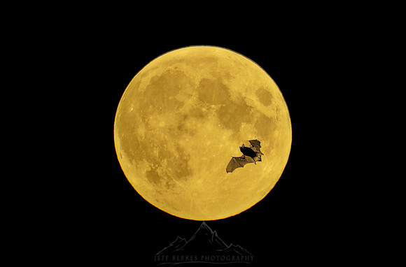 BATMOON