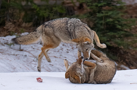 COYOTES PLAYING IN THE SNOW