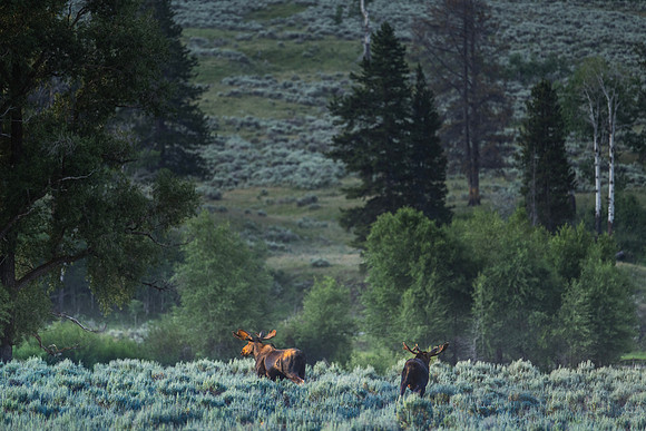 YELLOWSTONE | JULY 2024