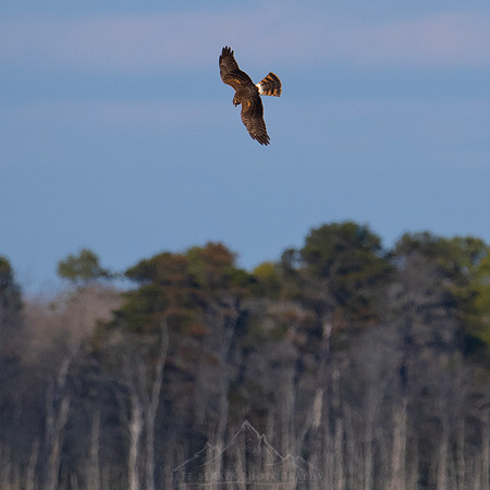 NORTHERN HARRIER | NEW JERSEY | 2025