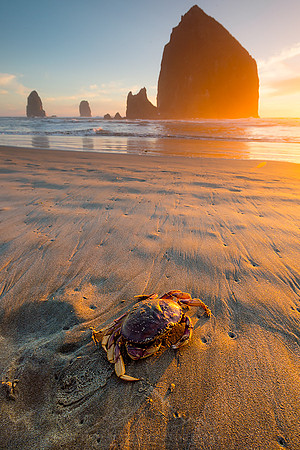 CANNON BEACH CRAB
