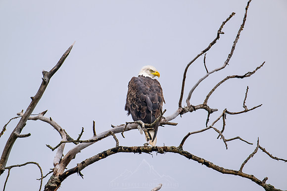 BALD EAGLE | MINNESOTA