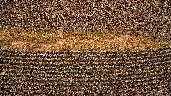 CHESTER COUNTY CORNFIELD