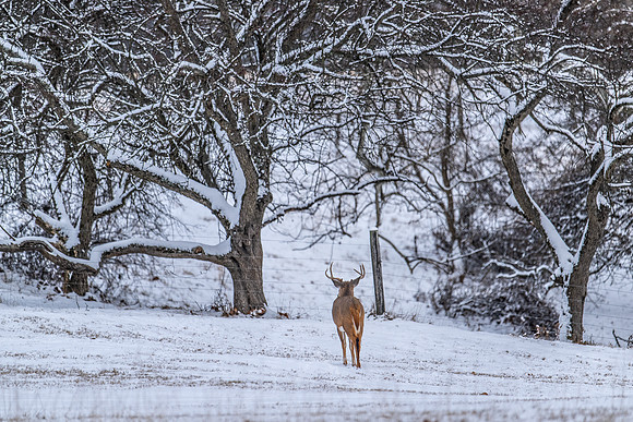 WHITE TAILED DEER | PENNSYLVANIA 2025