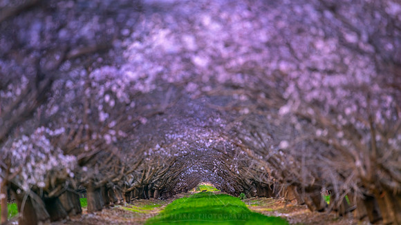 COYOTE IN THE ALMOND ORCHARDS