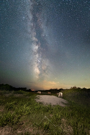 WILD HORSES ON ASSATEAGUE ISLAND