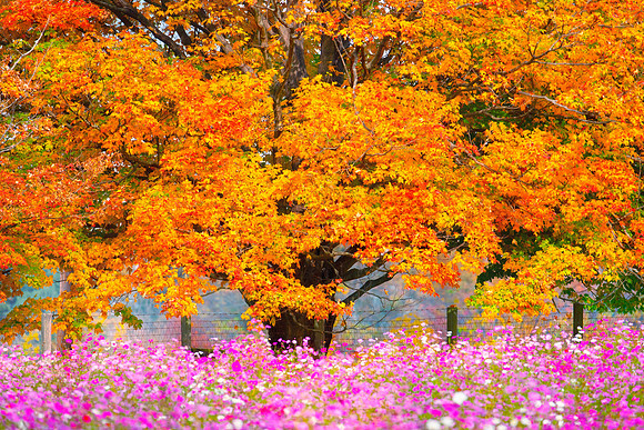 SPRING INTO FALL