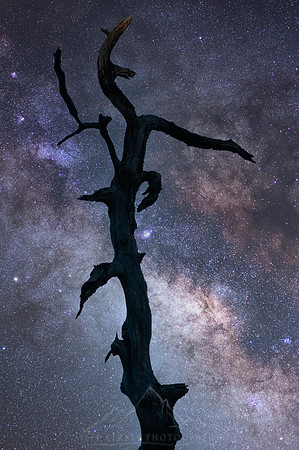 ONE WITH NIGHT