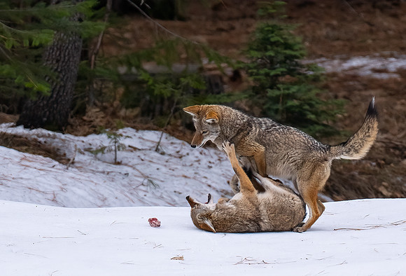 COYOTES PLAYING IN THE SNOW