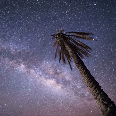 TORTUGAS PALM AND MILKY WAY