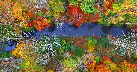 PENNSYLVANIA FOREST lll