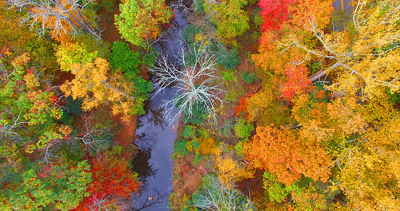 PENNSYLVANIA FOREST l