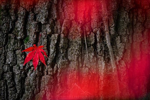 MAPLE