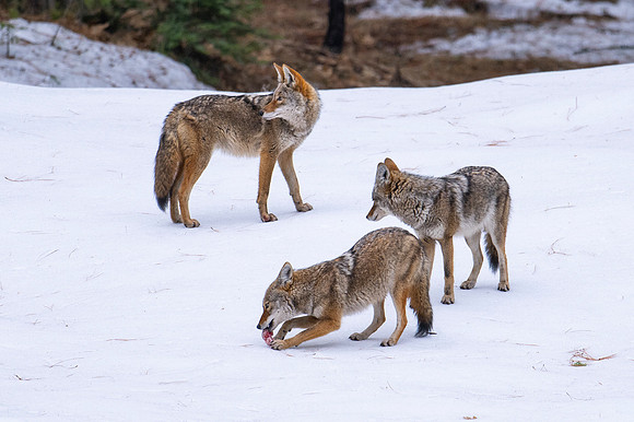 COYOTES PLAYING IN THE SNOW