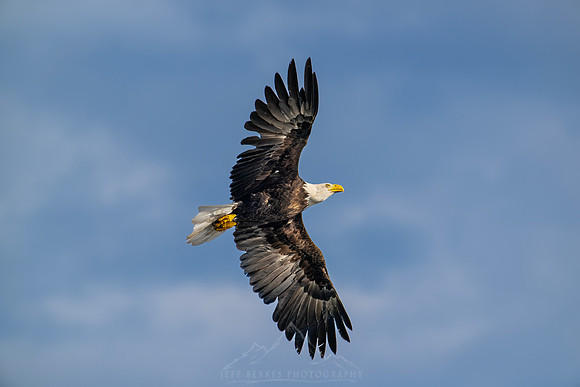 BALD EAGLE IN FLIGHT| MINNESOTA | SEPTEMBER 2024