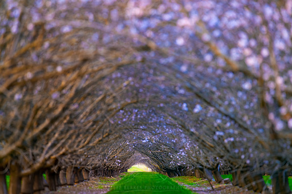 ALMOND ORCHARD IN BLOOM