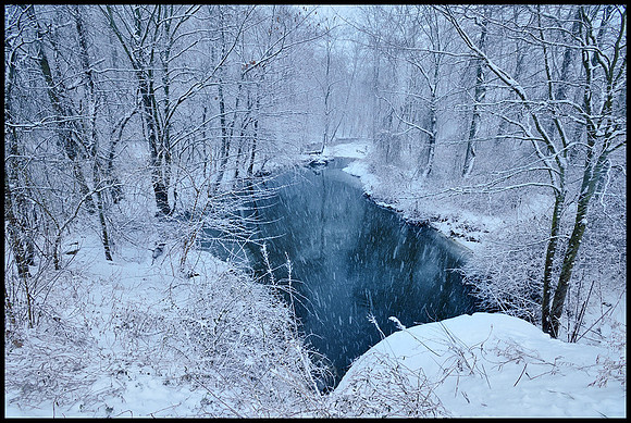 WINTER'S FOREST