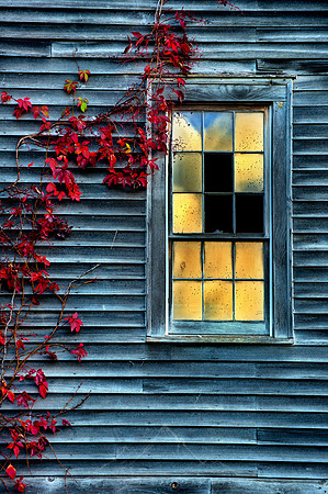 VERMONT BARN AND IVY