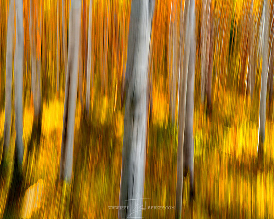 COLORADO ASPENS