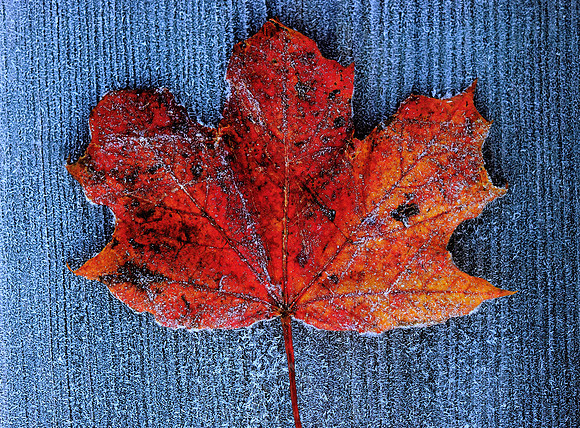 FIRST FROST