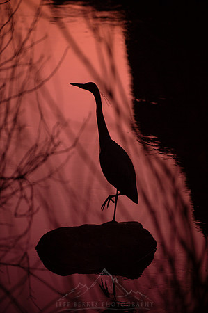 HERON AT SUNRISE | YOSEMITE
