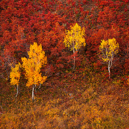 ASPEN CLUSTER