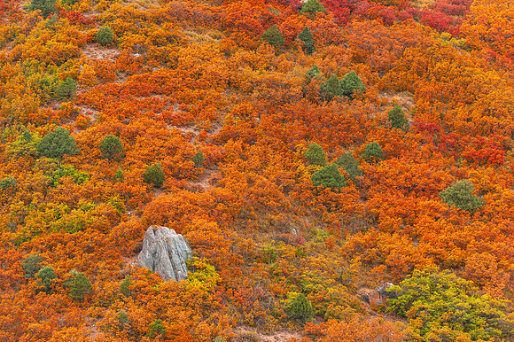 FOLIAGE ROCK | COLORADO