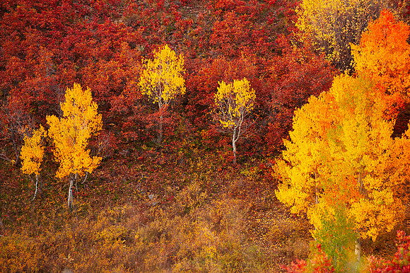 COLORADO COLORS