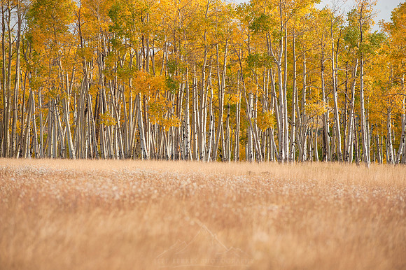 LAST DOLLAR ASPENS