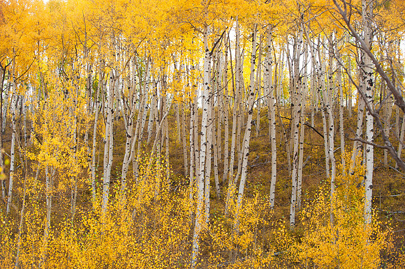 ASPEN GROVE | COLORADO