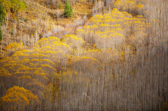 SHADOWS ON ASPENS