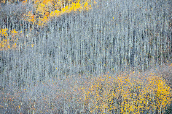 ASPENS GROVE LAST LIGHT