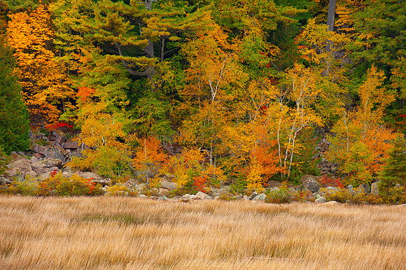 AUTUMN BOG | ACADIA NP