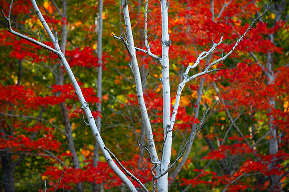 RED BIRCH | ACADIA
