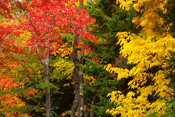 COLORS OF ACADIA
