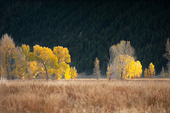 COTTONWOOD IN WYOMING