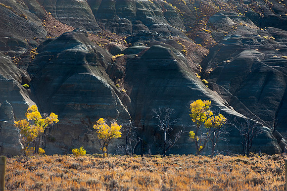 COTTONWOODS IN WYOMING