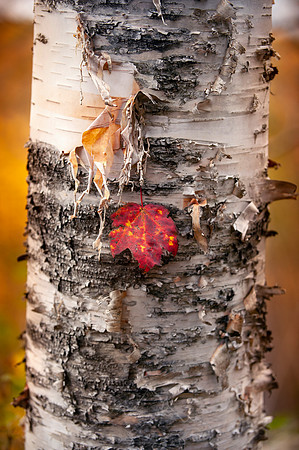VERMONT IN AUTUMN