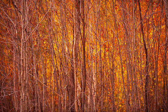 VERMONT IN AUTUMN