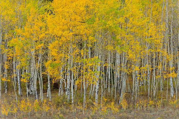 COLORADO IN AUTUMN