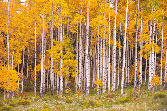 COLORADO IN AUTUMN