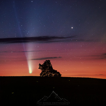 COMET NEOWISE OVER A TREE